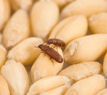 سوسة القمح – آفة تضر بالمخزون الزراعي وتحتاج إلى مكافحة فورية