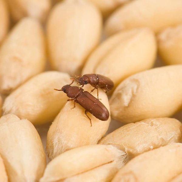 سوسة القمح – آفة تضر بالمخزون الزراعي وتحتاج إلى مكافحة فورية